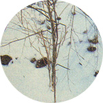 Mature dead stalks mark the location where new stalks will grow in spring.